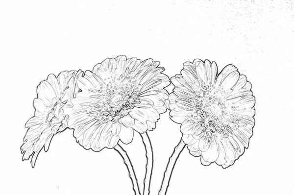 graphic sketch illustrations of flowers drawn in pencil isolated on a white background for design