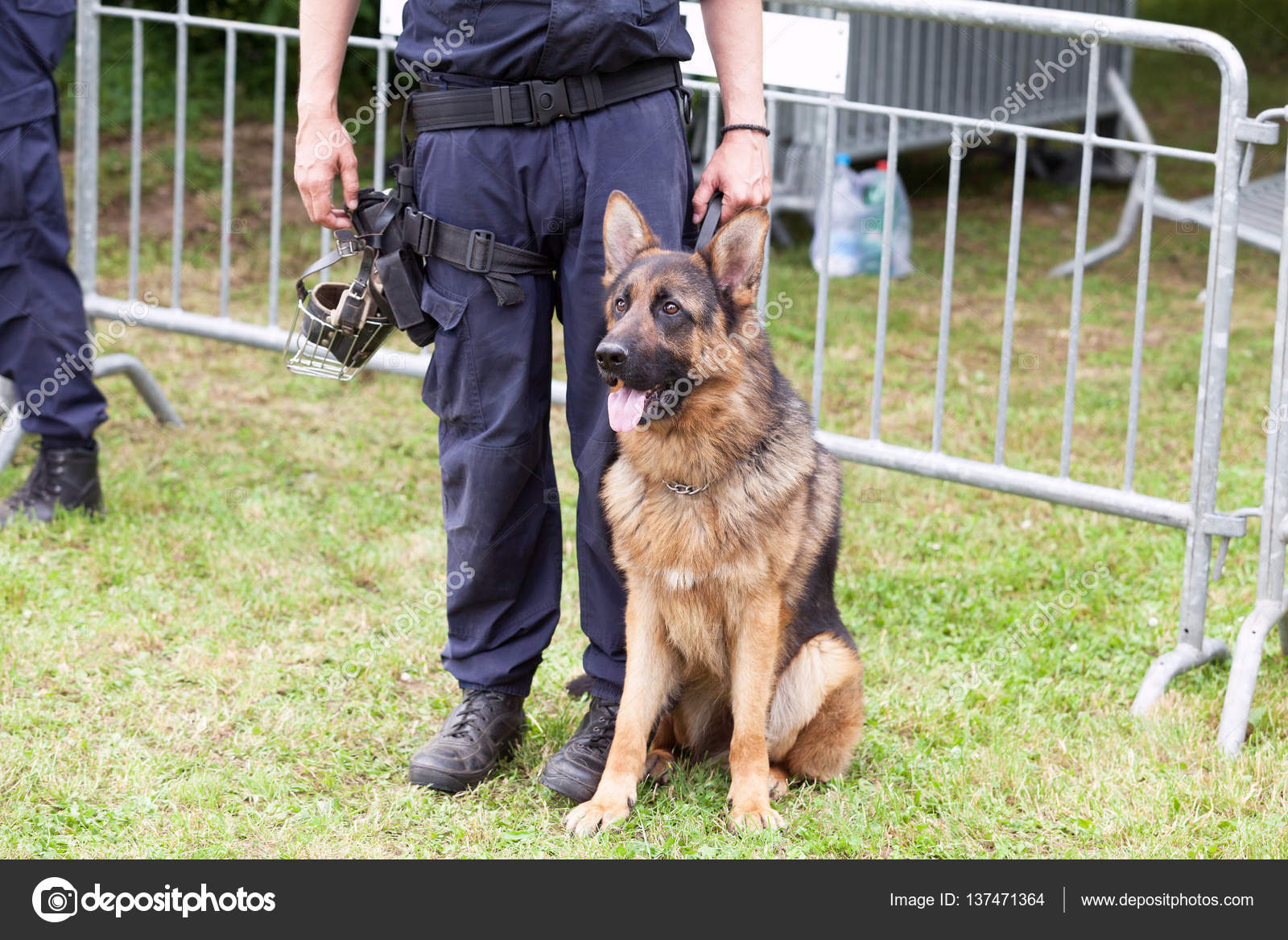 Cane Di Polizia Poliziotto Con Un Pastore Tedesco Di Turno Foto
