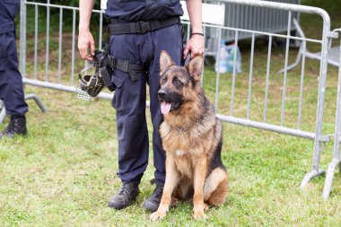 Polis köpeği. Polis görev a Alman çoban ile.