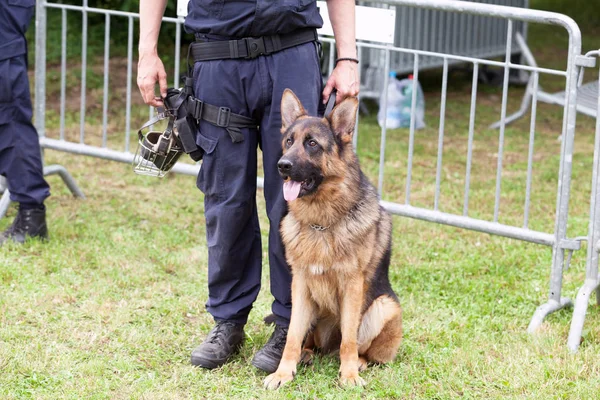 Politiehond. Politieagent met een Duitse herder op plicht. — Stockfoto