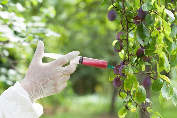 Genetically modified plum — Stock Photo, Image