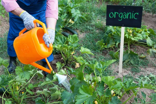 Organiczny ogród warzywny — Zdjęcie stockowe