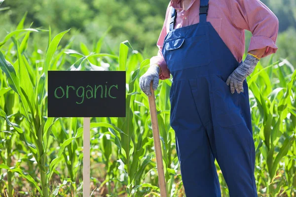 Organické kukuřičné pole — Stock fotografie