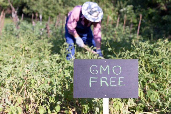 Фермер, який працює в не-GMO овочевому саду — стокове фото