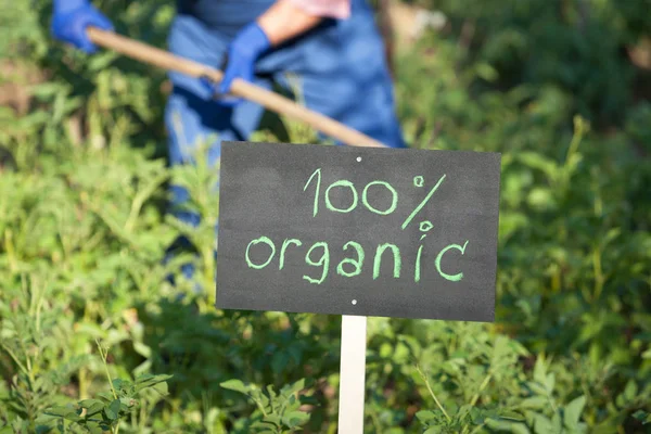 Gårdbruker som arbeider i økologisk plantehage – stockfoto