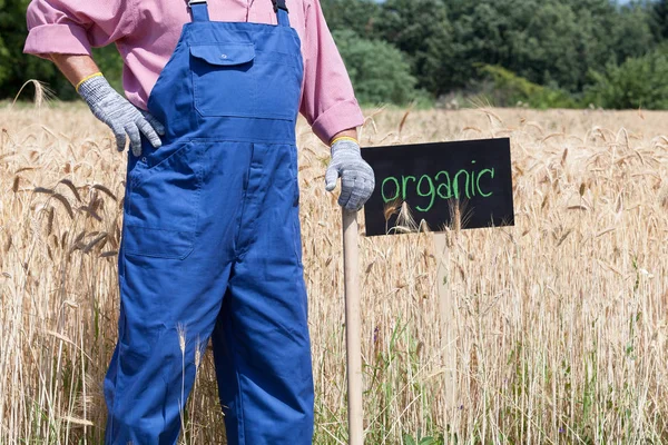 Campo de trigo orgânico — Fotografia de Stock