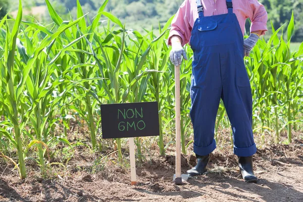 GMO free kukuřičného pole — Stock fotografie