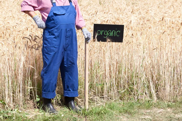 Bio-Weizenfeld — Stockfoto