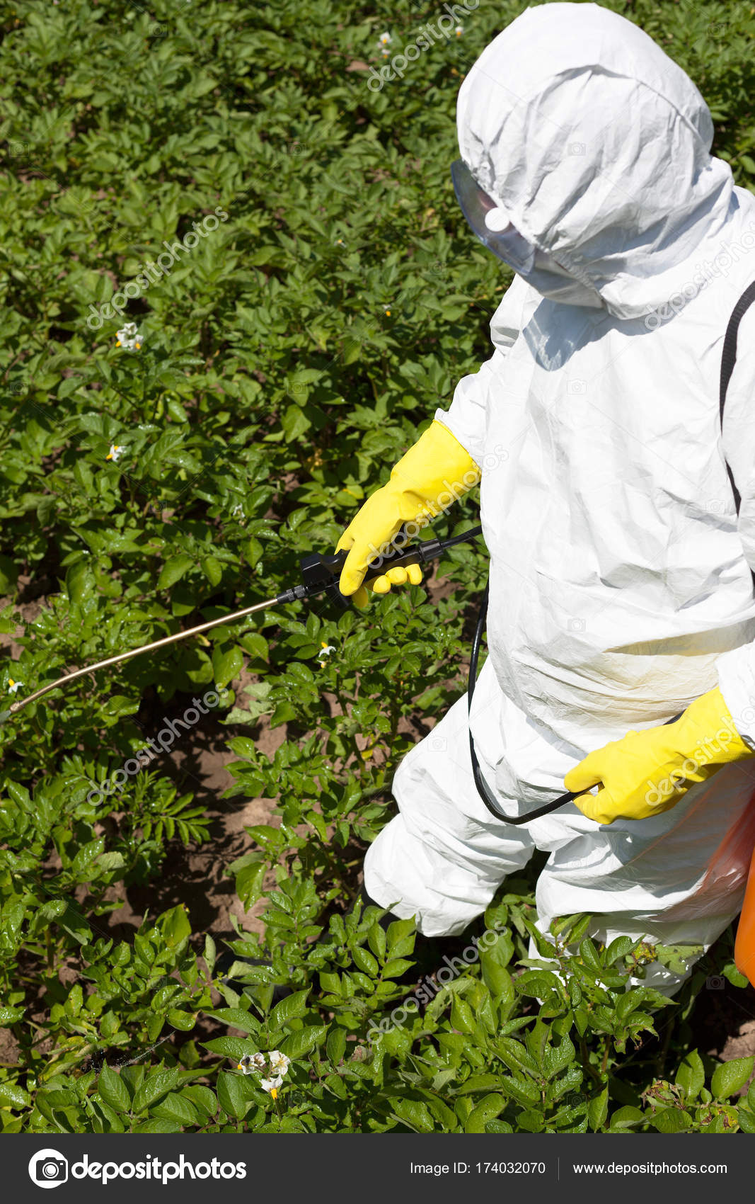 Pesticide Spraying Non Organic Vegetables Stock Photo C Macor