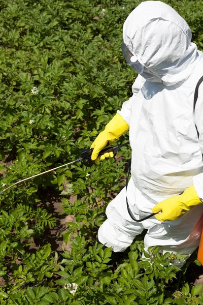 Pestizidversprühen. Nicht-biologisches Gemüse. — Stockfoto