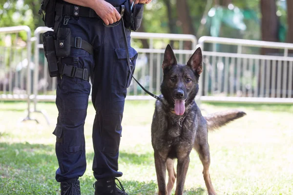 Policier avec chien de police berger belge — Photo