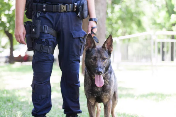 Polizist mit belgischem Malinois Polizeihund — Stockfoto