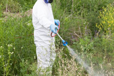 Worker in protective workwear spraying herbicide on ragweed. Hay fever concept.