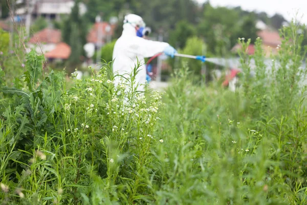 Trabalhador Vestuário Trabalho Proteção Pulverizando Herbicida Ragweed Conceito Febre Feno — Fotografia de Stock