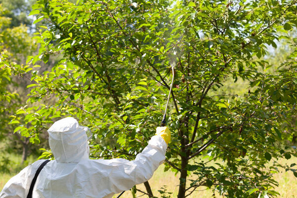 Farmer spraying toxic pesticides or insecticides in fruit orchard