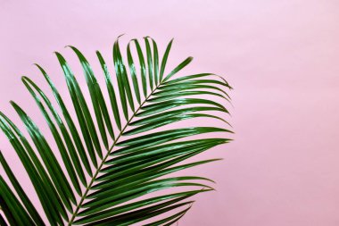 Pembe arka planda bir palmiye yaprağı. Tatile gidiyorum..
