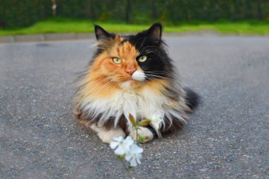 Beautiful tricolor cat lies on the road. clipart