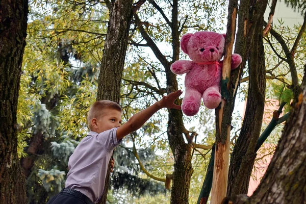 Розовый плюшевый мишка застрял на ветвях дерева . — стоковое фото