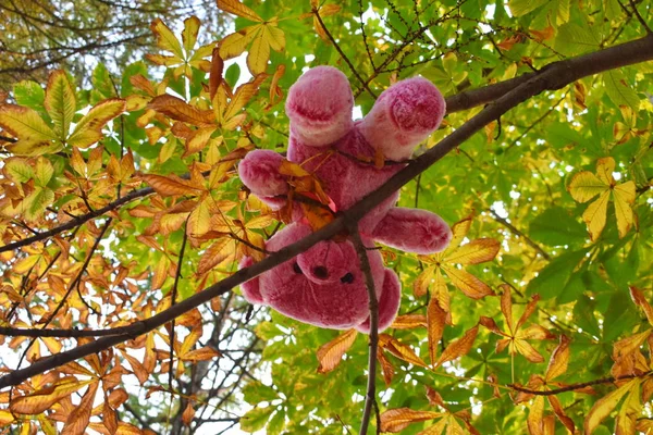 Sebuah boneka beruang merah muda terjebak di cabang-cabang pohon . — Stok Foto