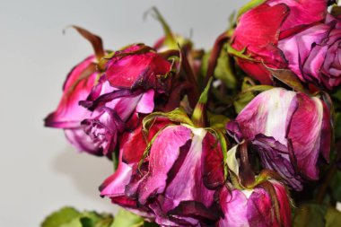 Kurumuş gül buketi. Yaşlı ölü çiçekler..