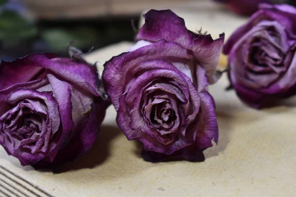 Dry decorative lilac rose buds. Withered roses close-up. Faded flowers on the table. — Stock Photo, Image