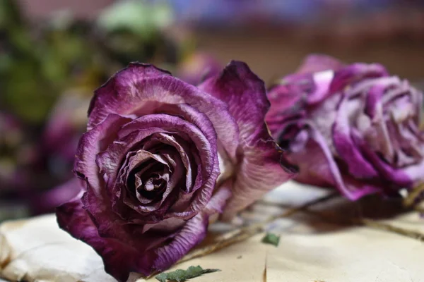 Dry decorative lilac rose buds. Withered roses close-up. Faded flowers on the table. — Stock Photo, Image