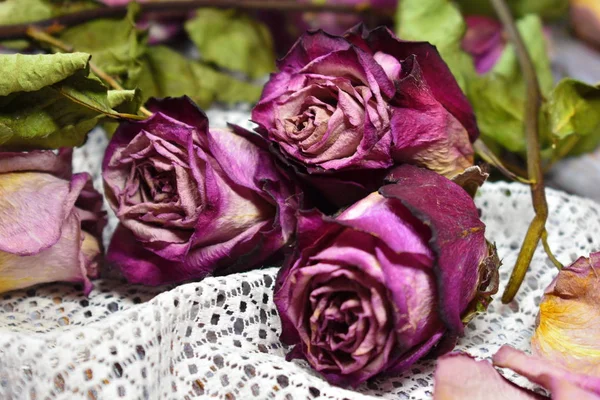 Withering and fragility of life. Nostalgic melancholy background with dry flowers. Wistful memories of the past. — Stock Photo, Image