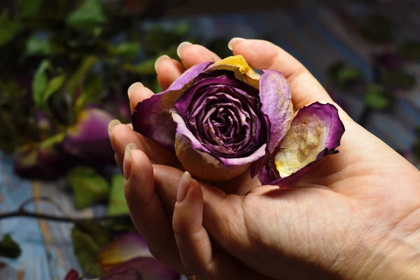 Withering and fragility of life. Dry rose buds in gentle female palms. — Stock Photo, Image
