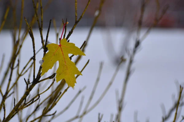 枝への孤独な最後の黄色の葉の爪. — ストック写真