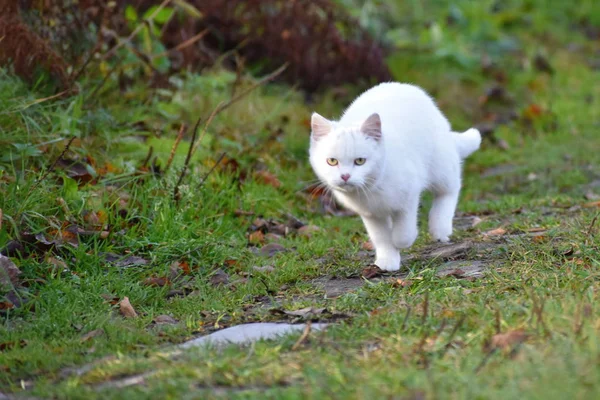 Gatito blanco corre a lo largo del camino en el verano . —  Fotos de Stock