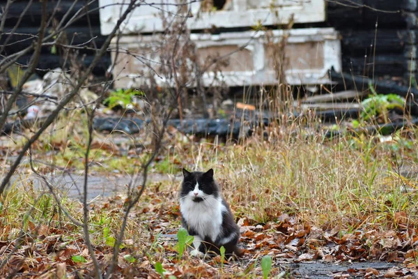 Кот сидит в сожженном доме. Кот ждет хозяев. Выживший кот после пожара . — стоковое фото