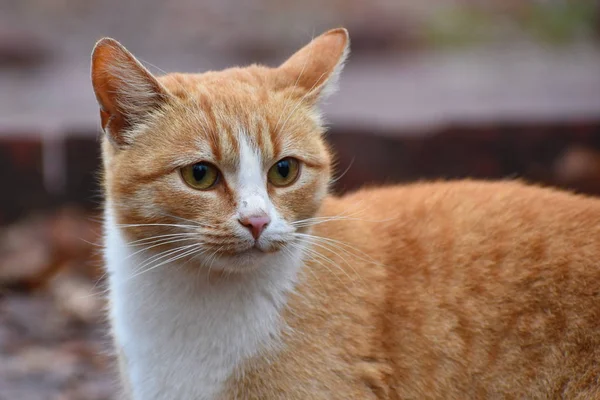 La cara de un gato rojo estricto . —  Fotos de Stock