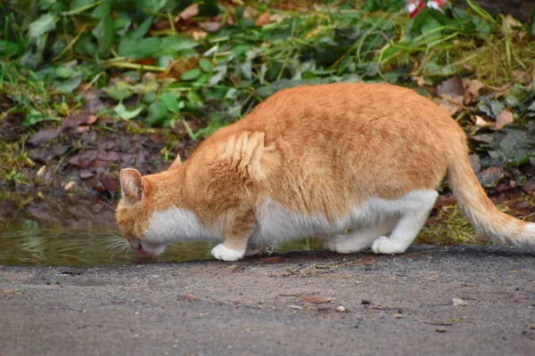Un gato sin hogar bebe de un charco. El problema de la calle hambrienta —  Fotos de Stock