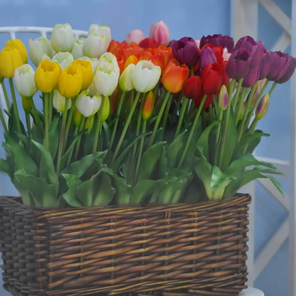 Multi-colored tulips in a wicker basket.