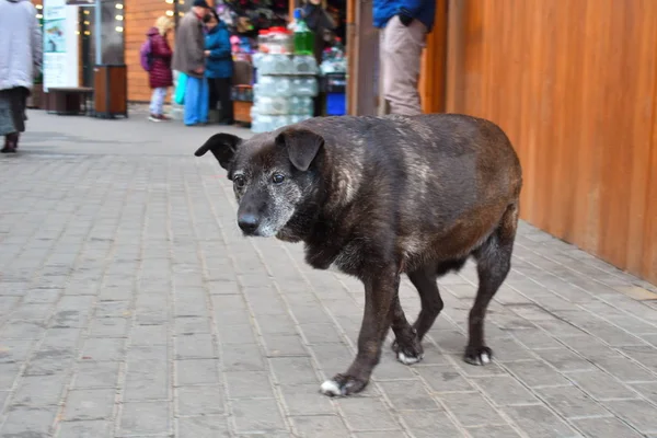 Perro callejero sin hogar. Un perro pasea en el mercado de la ciudad . — Foto de Stock