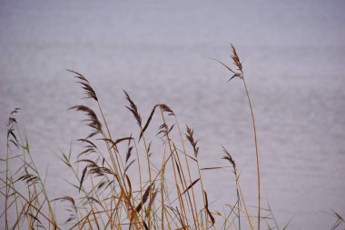 Suyun arka planında yalnız bir çimen yaprağı. Kuru sarı uzun çimenler