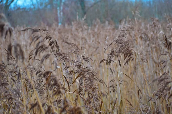 Hierba alta amarilla seca en el campo. Otoño acogedor paisaje floral — Foto de Stock