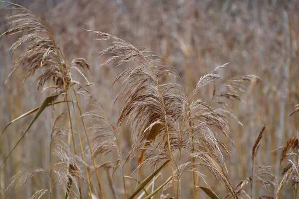 Hierba alta amarilla seca en el campo. Otoño acogedor paisaje floral — Foto de Stock