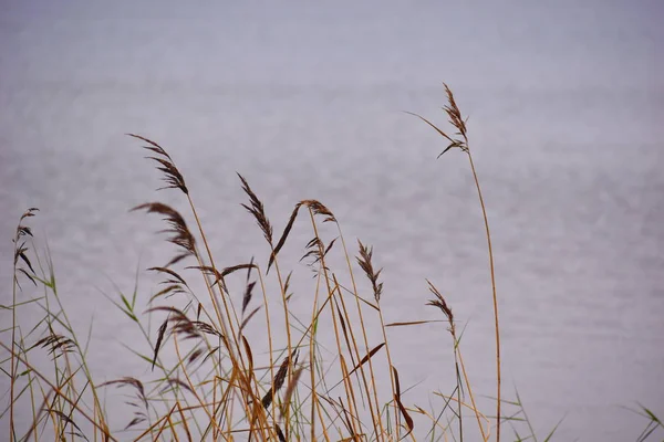Hoja solitaria de hierba sobre fondo de agua. Hierba alta amarilla seca — Foto de Stock