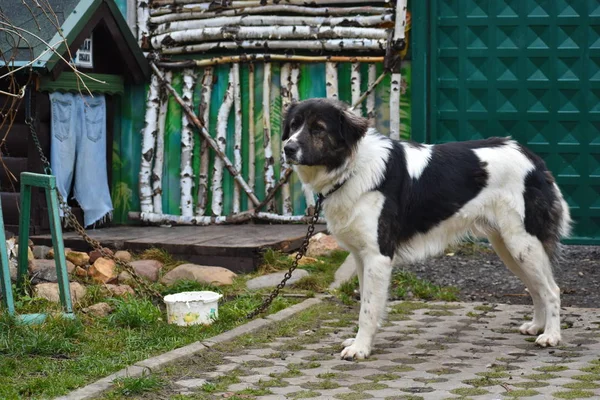 Grande cane su catena guardie casa. Yard Shepherd vive nello stand . — Foto Stock