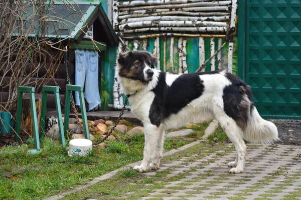 Gran perro en la casa de guardias de cadena. Yard Shepherd vive en la cabina . — Foto de Stock