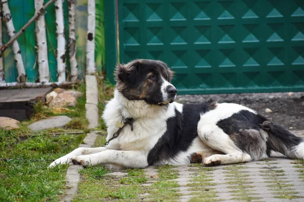 Gran perro en la casa de guardias de cadena. Yard Shepherd vive en la cabina . — Foto de Stock