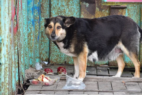 L'infelice cane randagio mangia gli avanzi. Un cane senzatetto affamato — Foto Stock