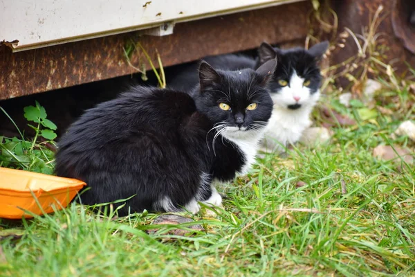 Две бродячие кошки. Чёрные несчастные кошки . — стоковое фото