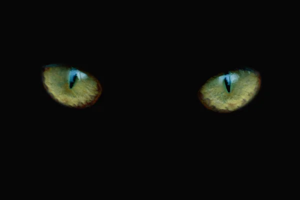 Siyah arka planda sarı kedi gözleri. — Stok fotoğraf