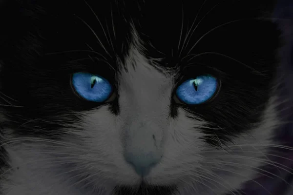 Το πρόσωπο μιας γάτας με λαμπερά μπλε μάτια. — Φωτογραφία Αρχείου