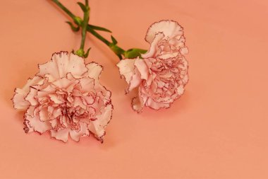 İki karanfil için yas tutuyorum. Cenaze için çiçekler. Hafıza Günü