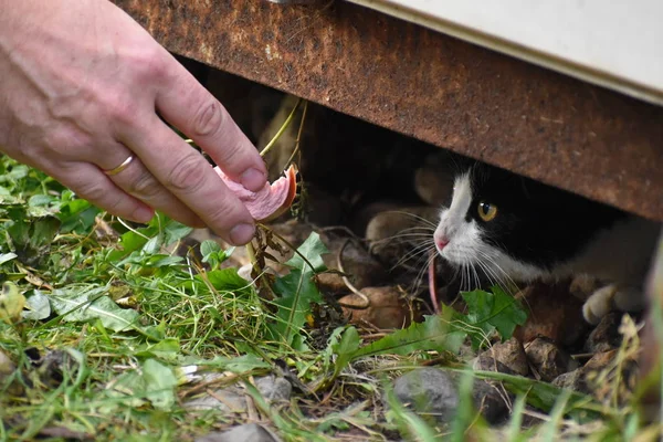 Люди кормят котят сосисками. Проблема уличных животных — стоковое фото