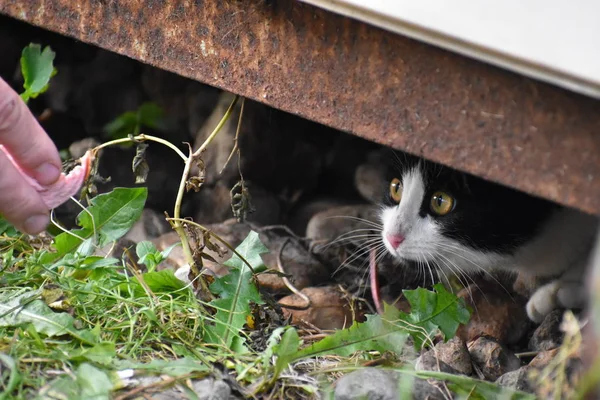 Menschen füttern Kätzchen mit Würstchen. Problem der Straßentiere — Stockfoto