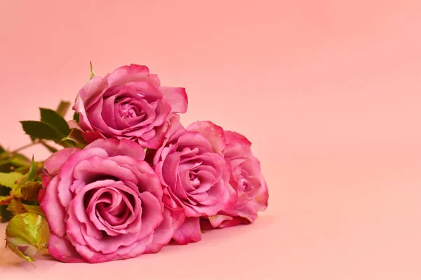 배경은 연한 분홍색 꽃. 당신의 문자에 대 한 섬세 한 엽서 — 스톡 사진